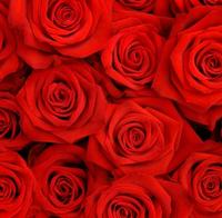 Кількість червоних троянд обираєте Ви!