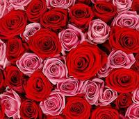 Кількість обираєте Ви! Мікс рожевих та червоних троянд