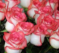 Кількість рожево-білих троянд обираєте Ви!