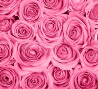 Кількість рожевих троянд обираєте Ви!